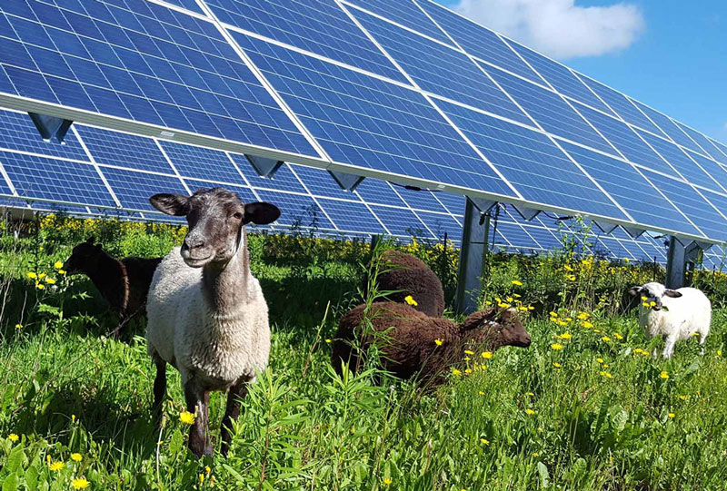 Goats grazing under solar panels