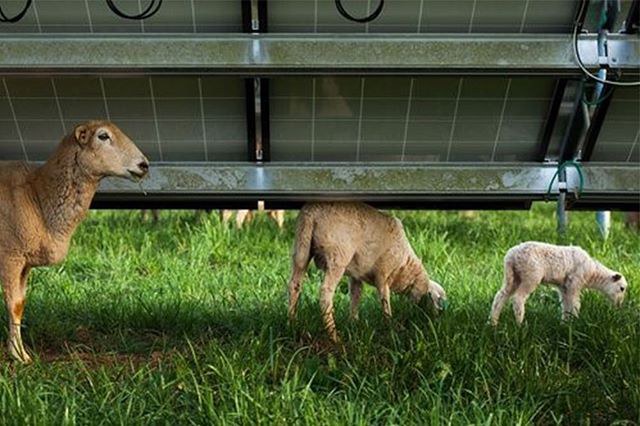 Sheep Grazing under solar panels